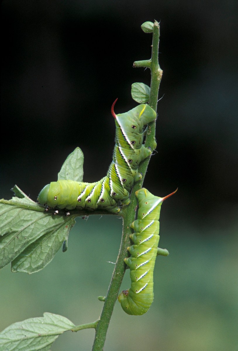 Two tobacco hornworms eating a tomato plant in a home garden.