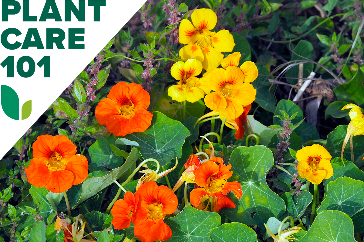 Nasturtium growing in a home garden.