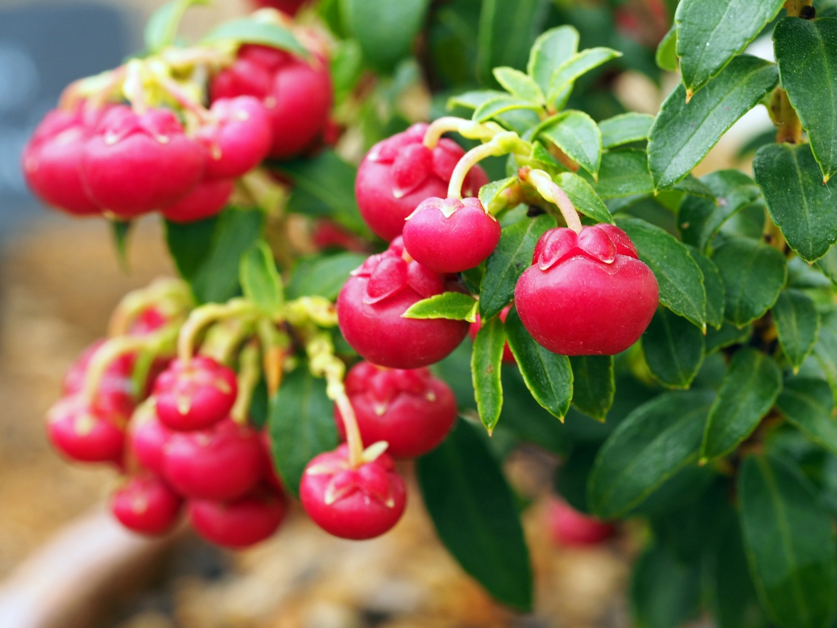 Wintergreen plant with red berries.