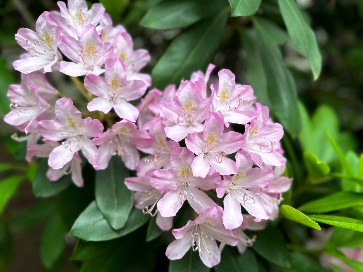 Pink rhododendron flowers.