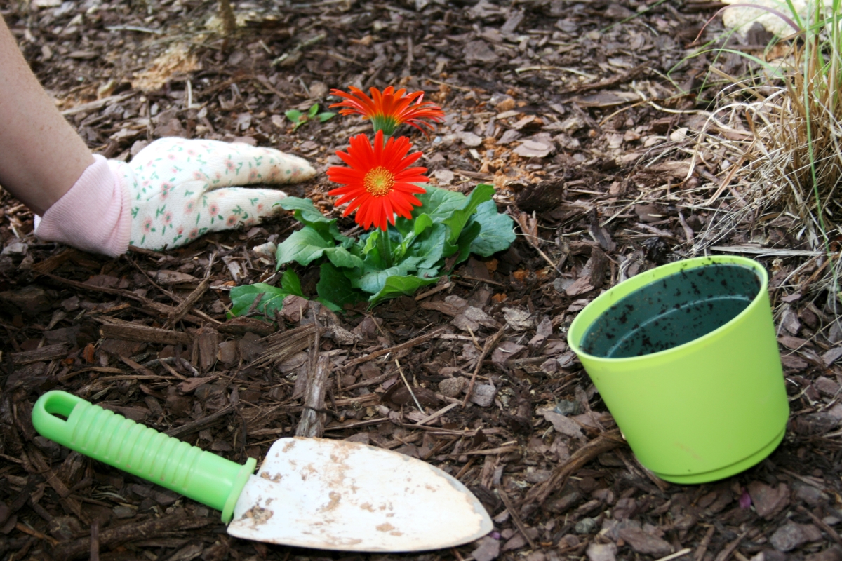 A gardener is planting a red flowering plant from a container in the ground.