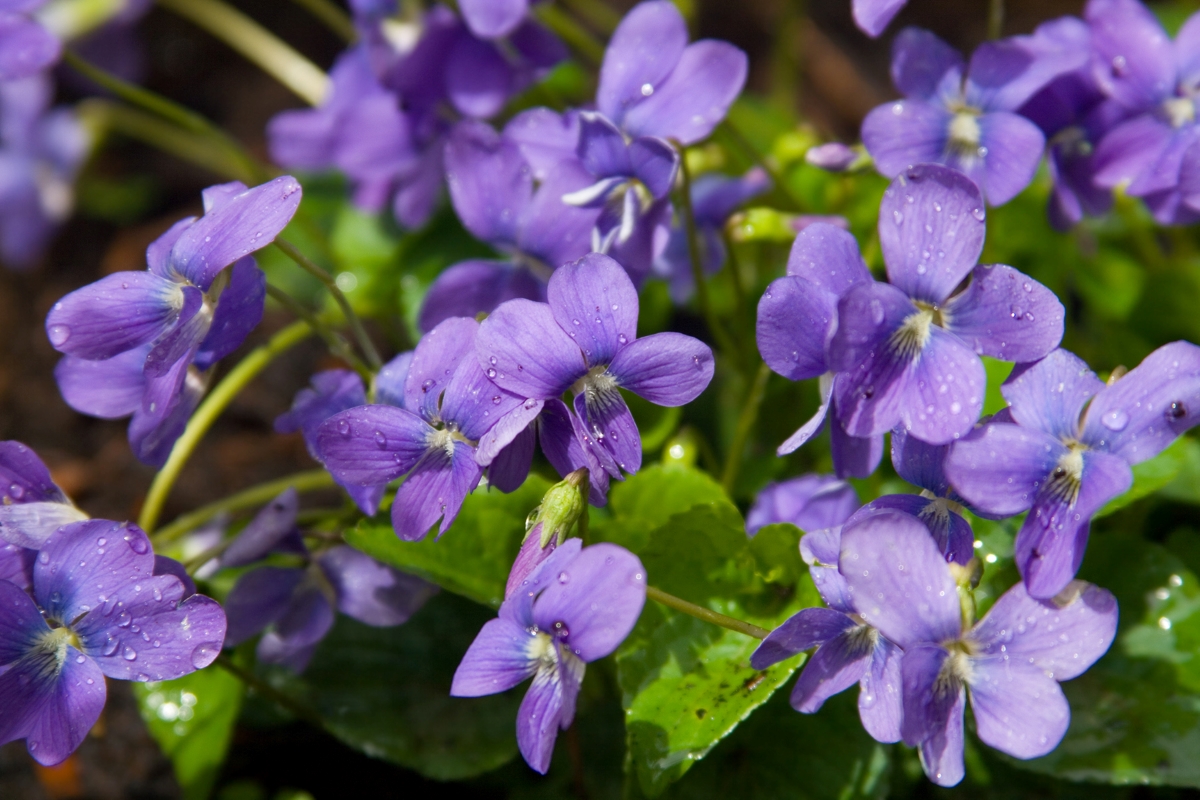 Blue violet flowers.