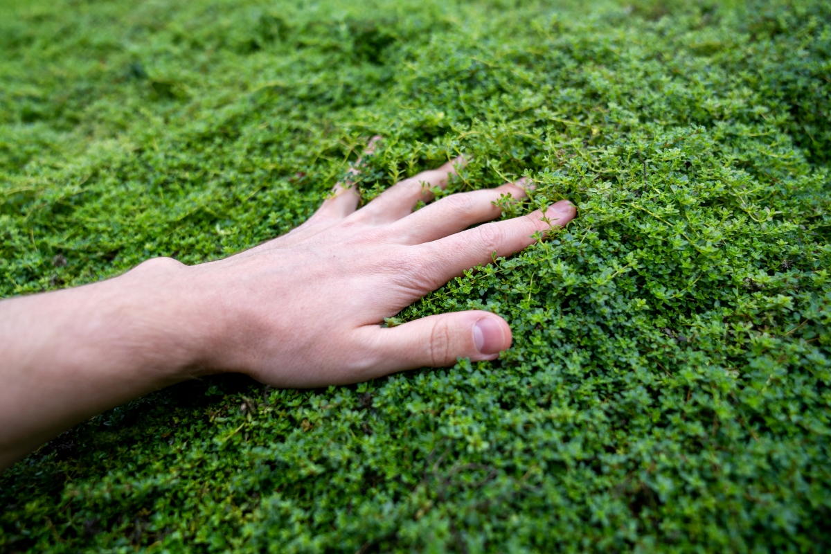 A person's hand is touching ground cover plants.