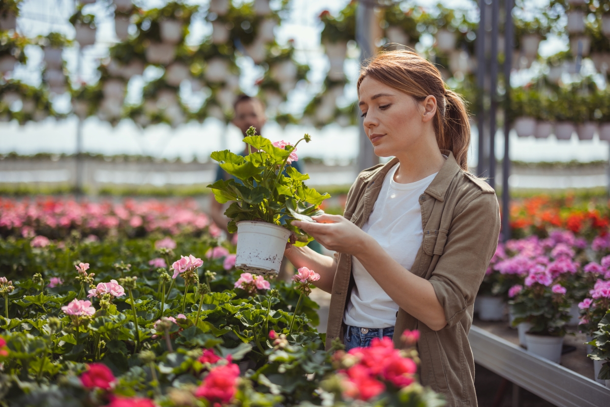 A woman is shopping for flowers at the nursery.