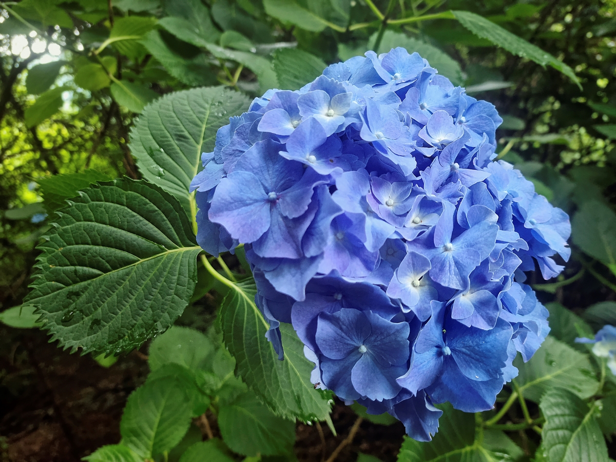 A big leaf hydrangea plant with large cluster of blue flowers.