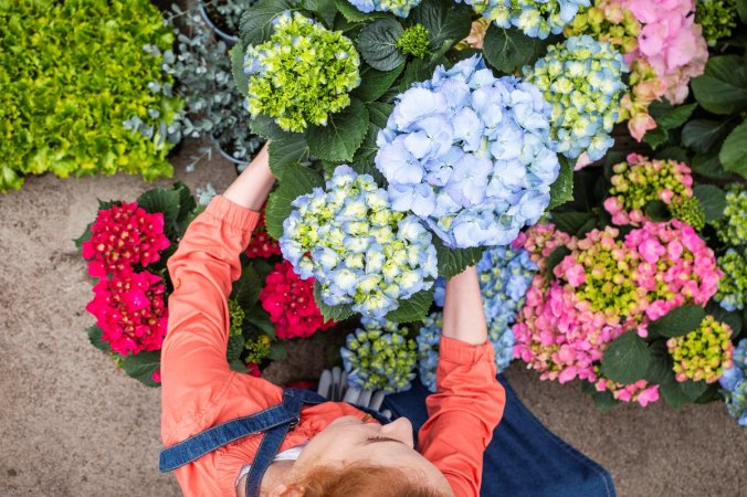 A woman is holding many hydrangea plants.