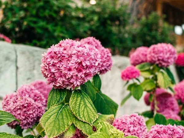Pink hydrangea shrubs growing in a home landscape.