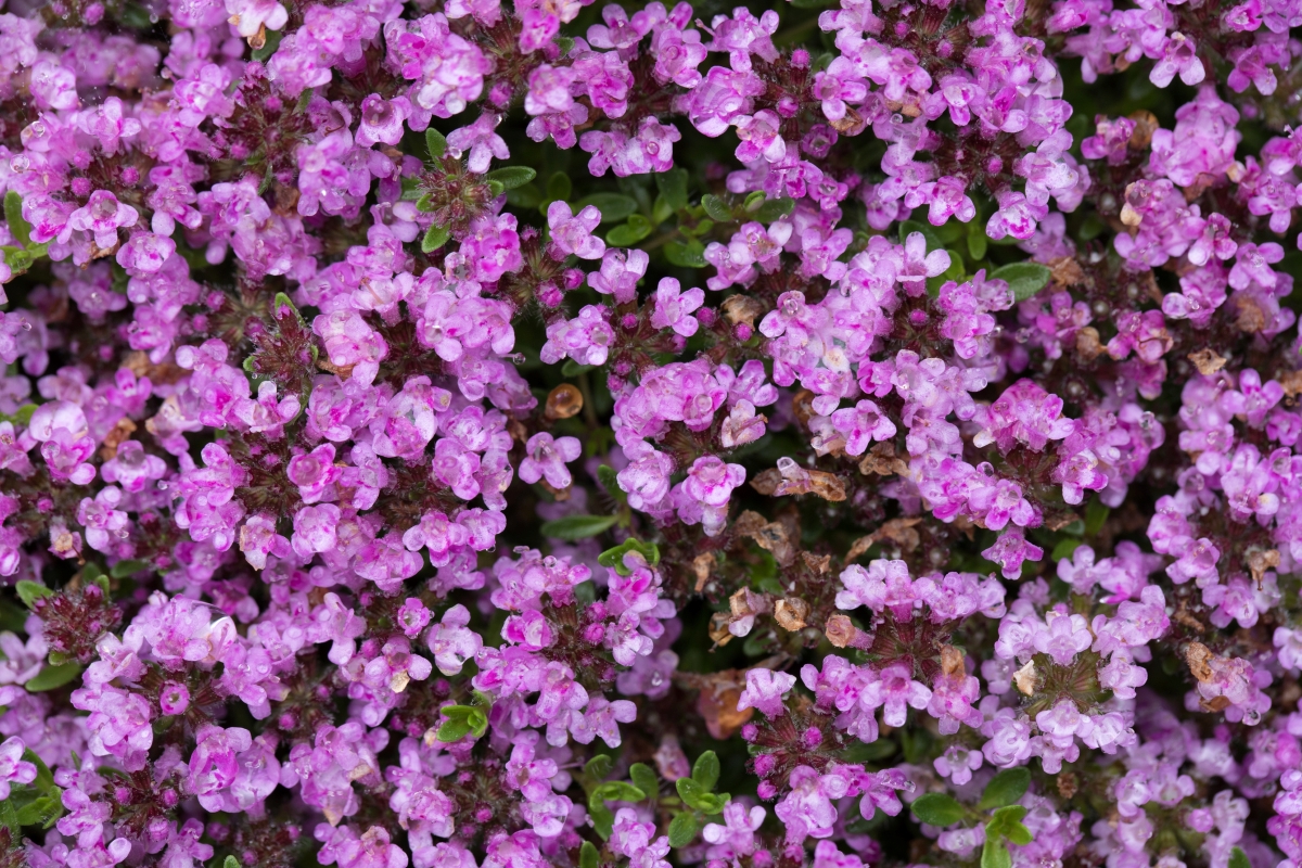 Creeping thyme with small pink flowers.