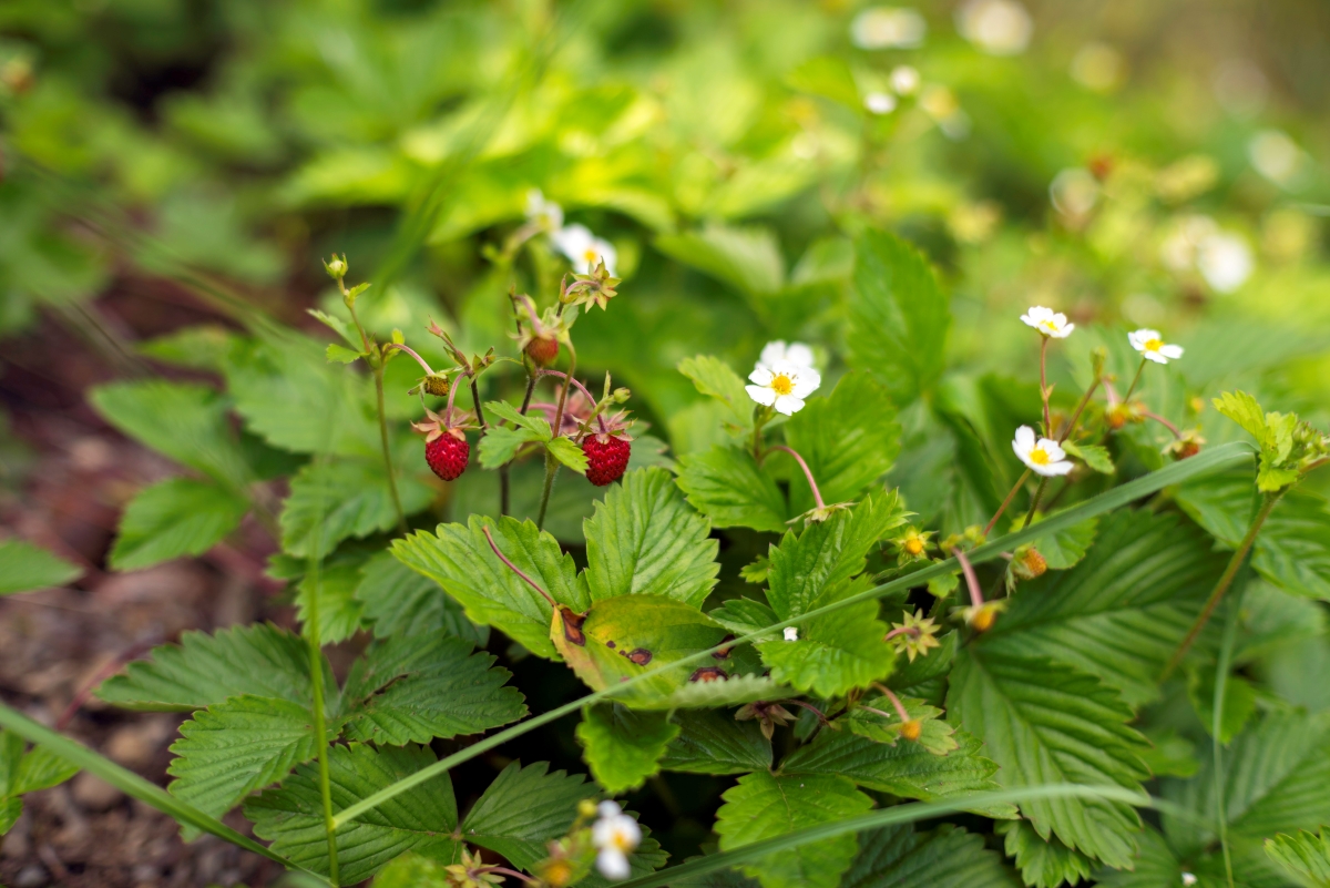 Wild strawberry plant with small white flowers.