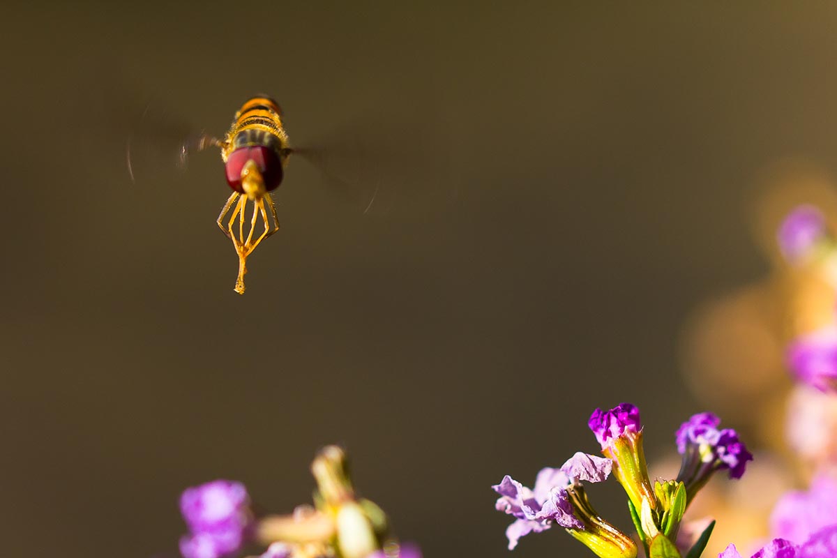 A close up of a bee.