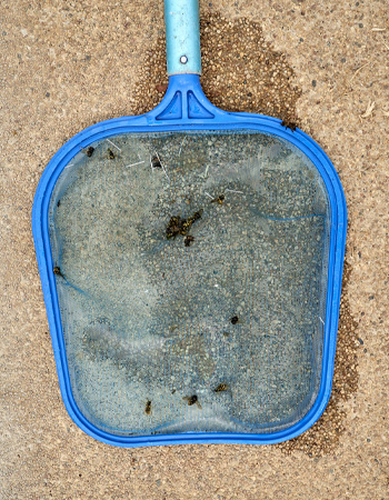 Bees in a pool skimmer. 