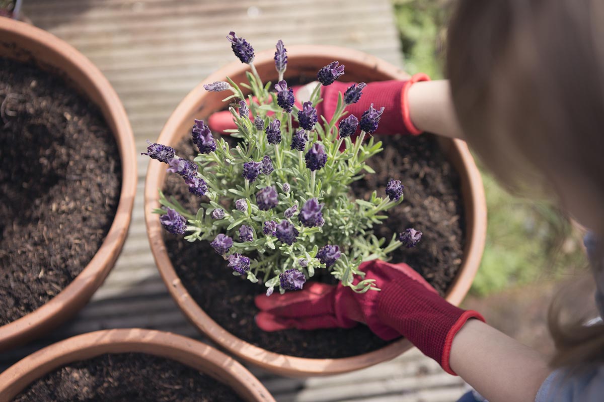 A close up of a person in red gardening gloves handling a purple flowered potted plant. 