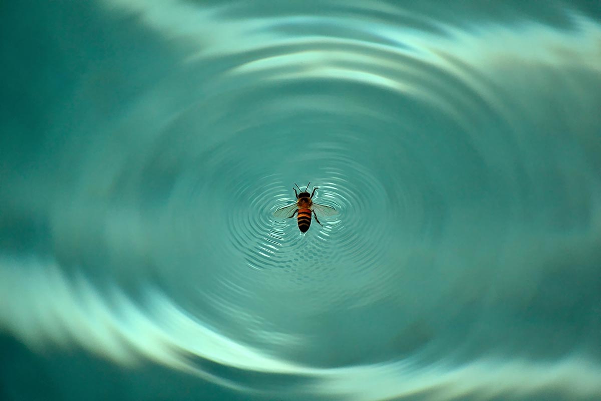 A close up of a been in a pool.