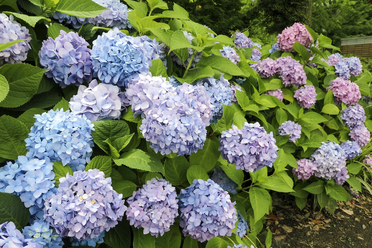 Hydrangea bush with large blue, light purple, and pink blossoms.