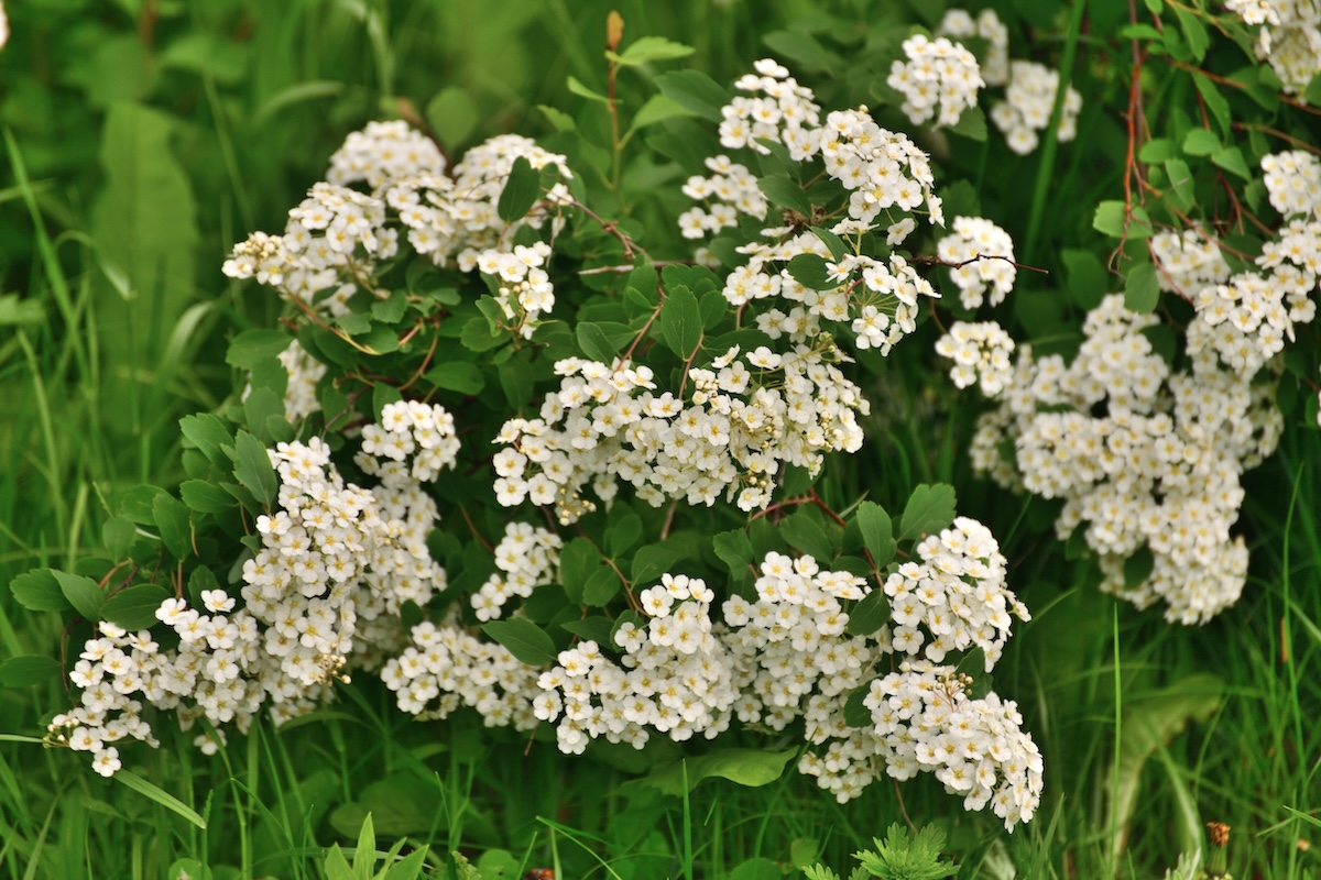 Creme-colored Spirea bush with green leaves.