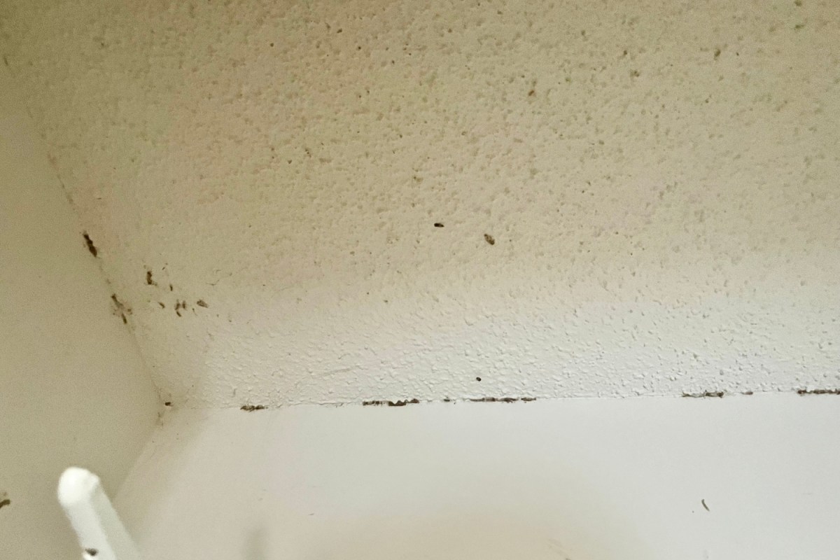 A close up of a pantry moth infestation. 