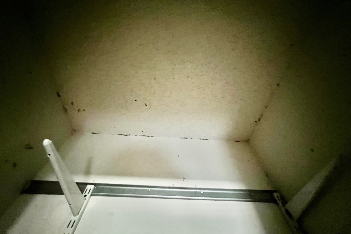 A close up of a pantry moth infestation. 