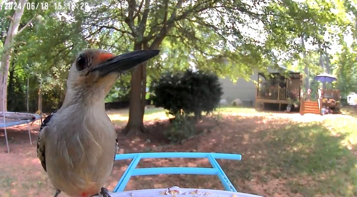 Front of a bird who is sitting on a bird feeder with a camera