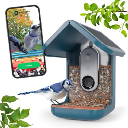  Bluejay on Bird Buddy Smart Bird Feeder next to smartphone screen on white background