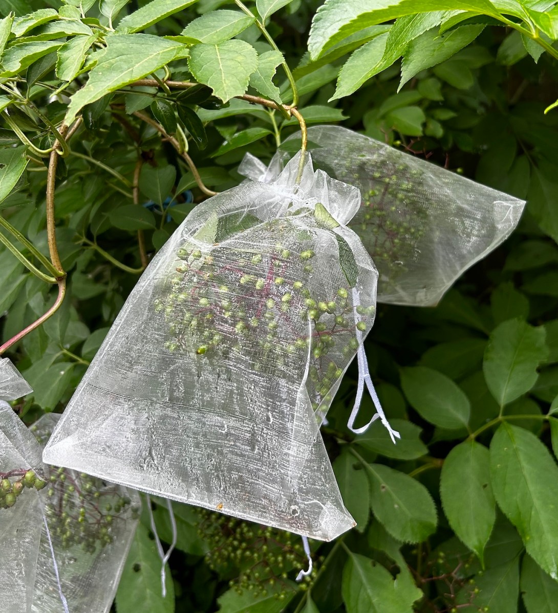 Small organza drawstring bags cover ripening elderberries on a bush.