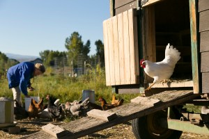A hen leaves a wooden chicken coop using a ramp while a farmer feeds the flock in the background.