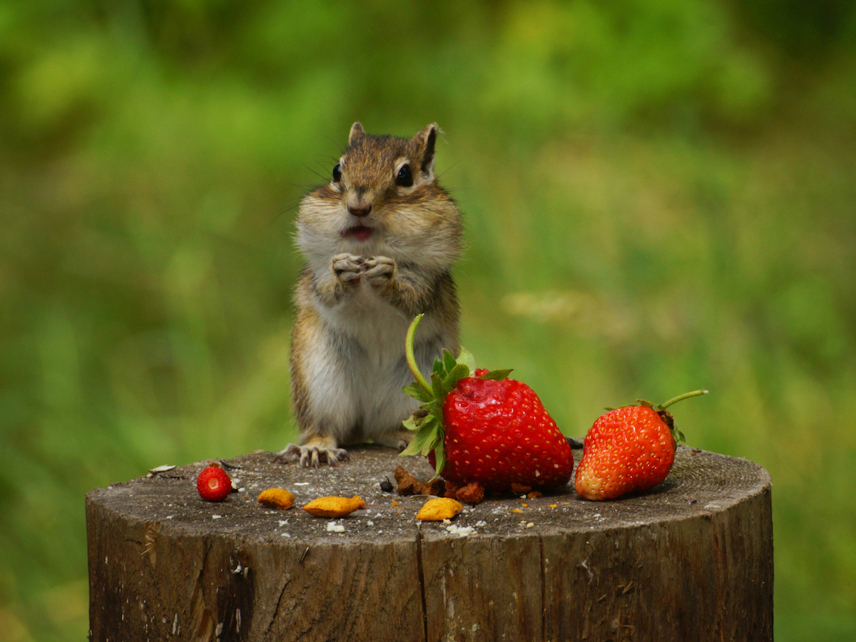 Chipmunk sitting on a tree stump eating two strawberries.