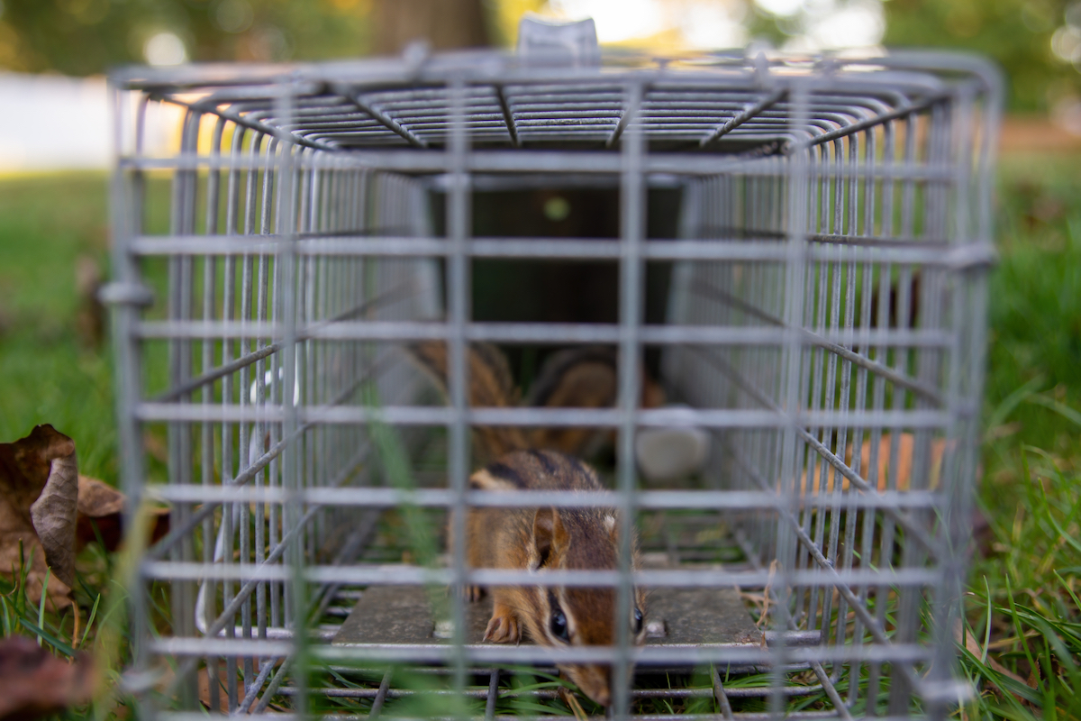 Two chipmunks caught in the same humane trap. One in the foreground the other in back.