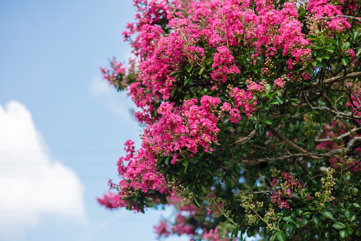 Pink crepe myrtle shrub growing on a sunny day.