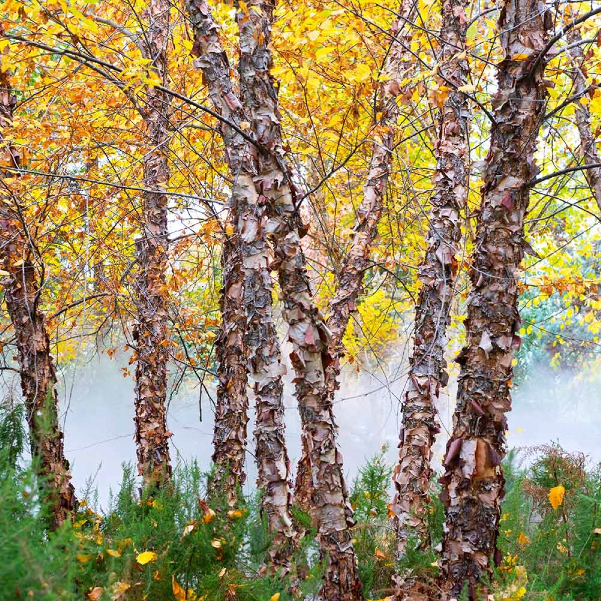 River birch trees with peeling bark and yellow leaves.