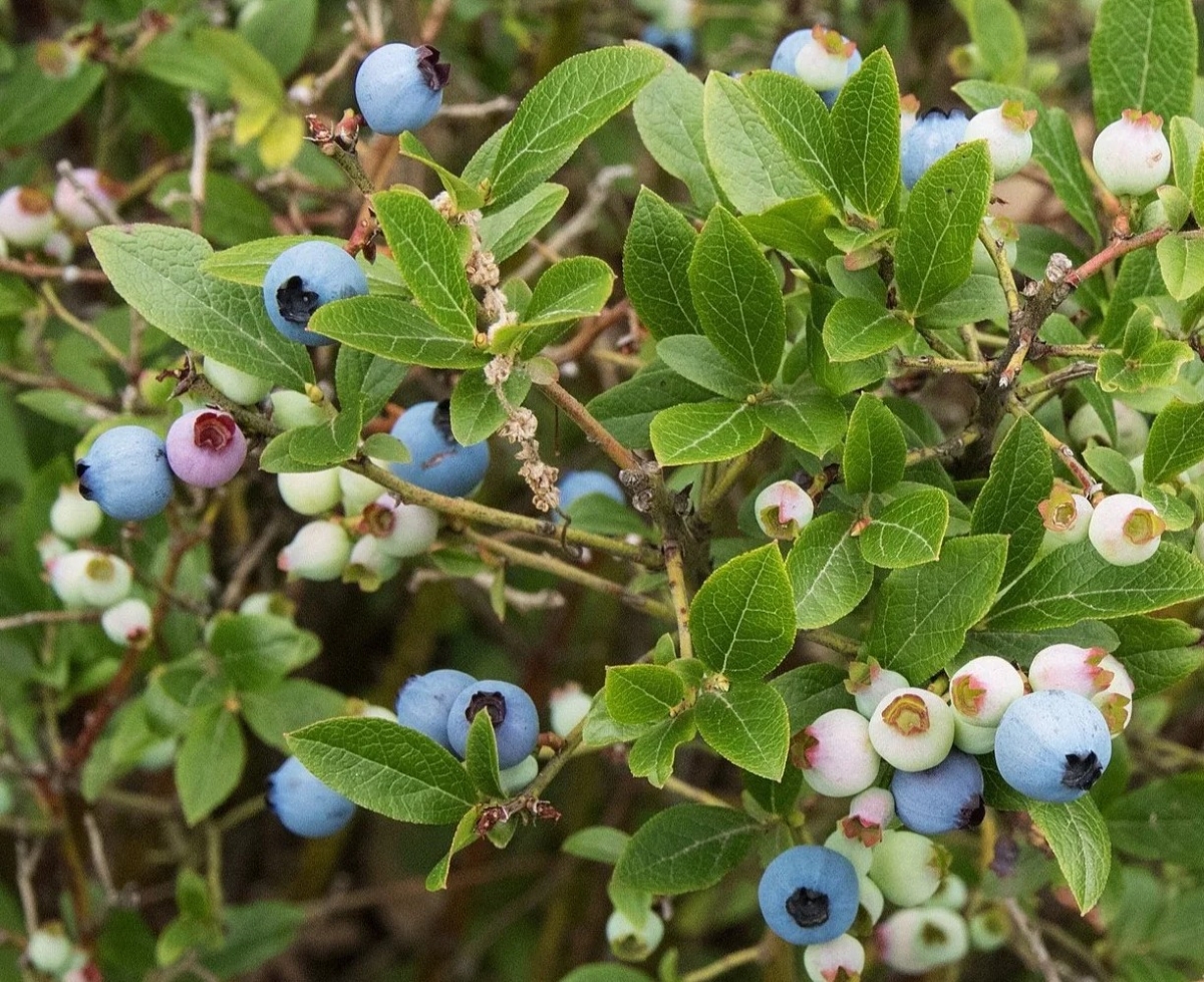 Lowbush blueberry bush with many blueberries.