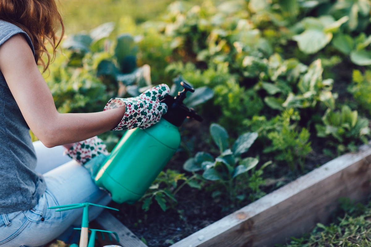 Woman uses green garden sprayer on garden bed.