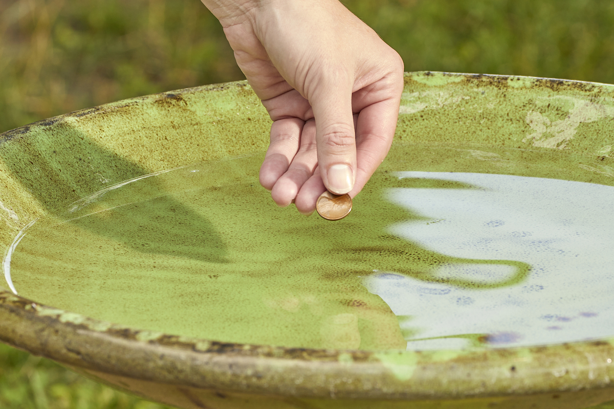 Woman places a penny in the water of a clean bird bath.