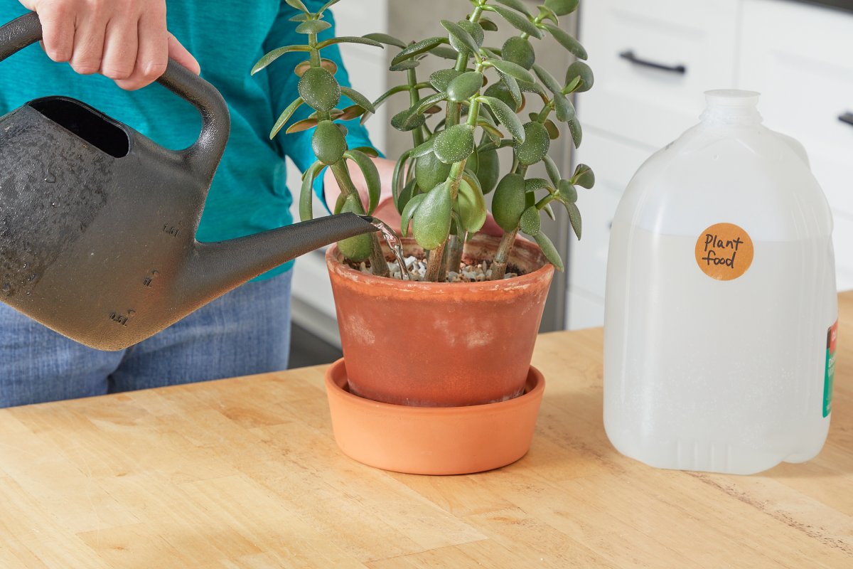 Woman feeds a houseplant with a watering can, with a jug of plant food nearby.