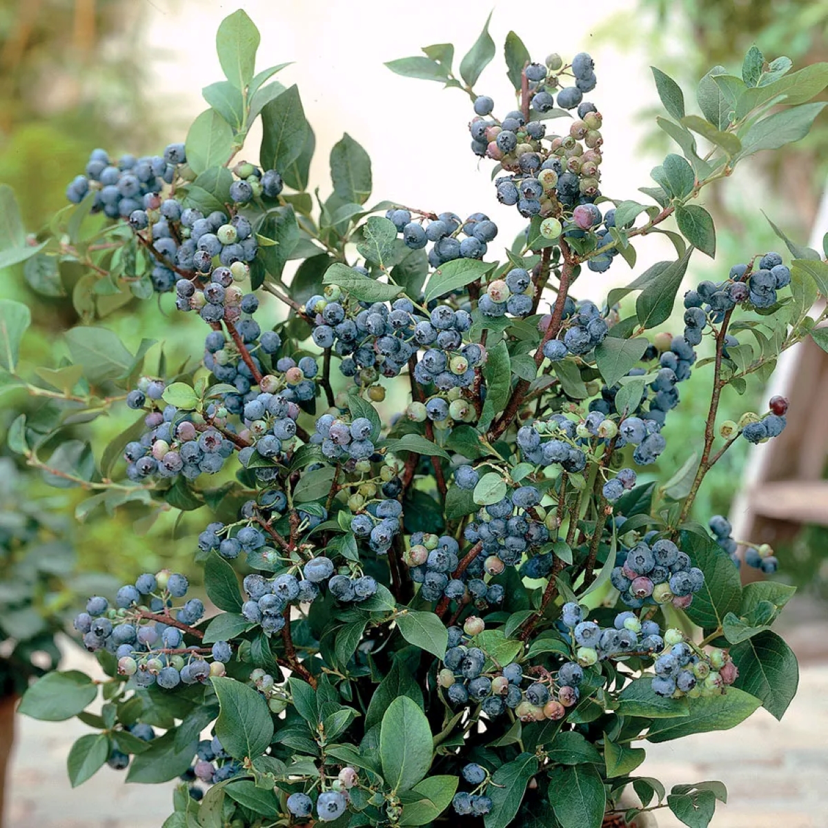 Blueberry bush with a lot of fruit.