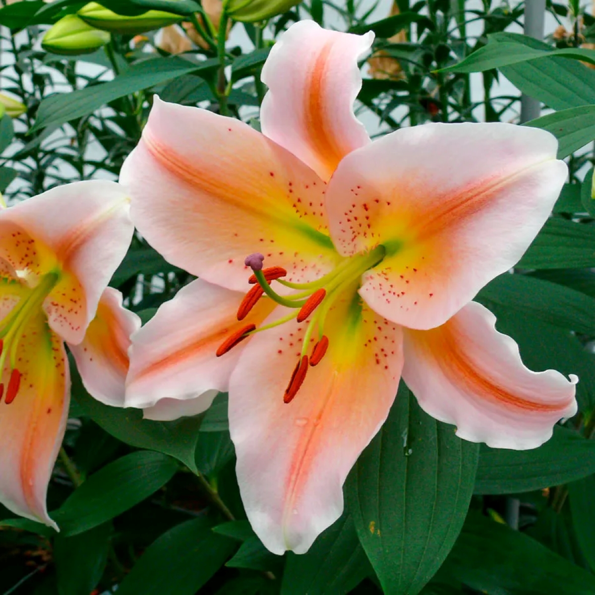 Large orange lily flowers.