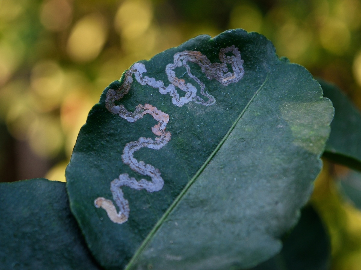 Leaf with leaf miner disease.