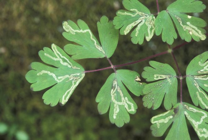 Trails of leaf miner insect damage on tree leaves.