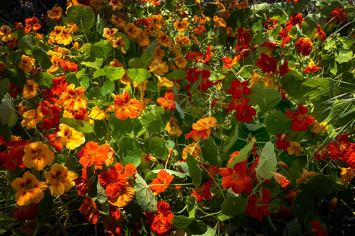 Red, orange, and yellow nasturtium flowers growing in a patch.