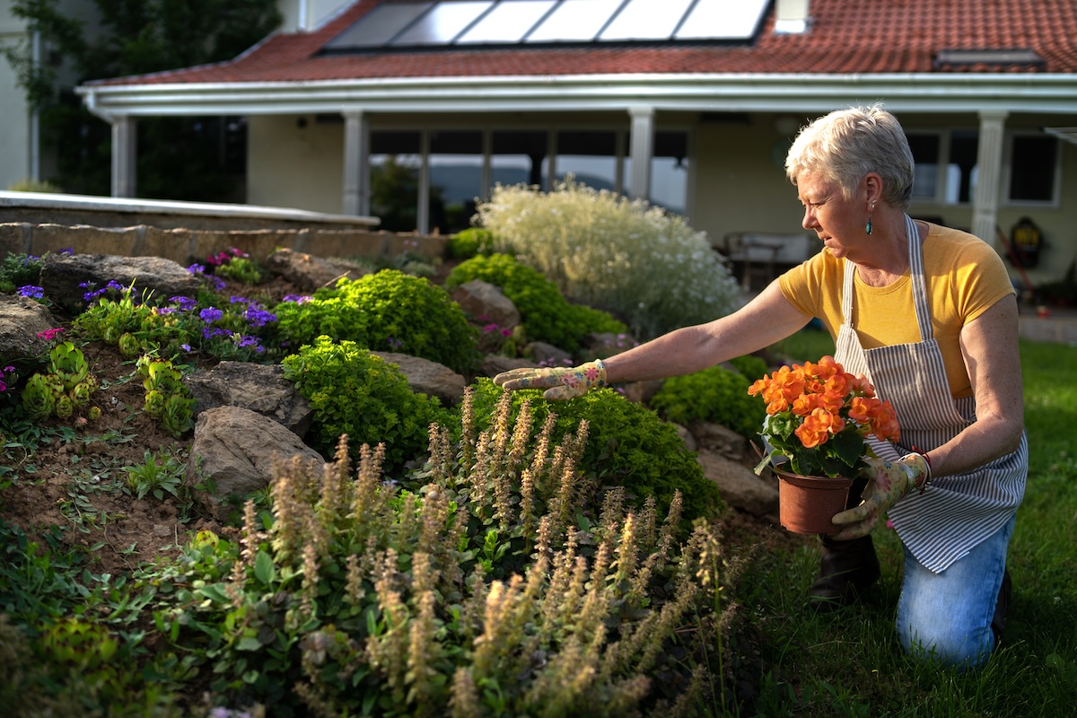 Mature woman in yellow shirt and apron inspects flower bed outside of home.