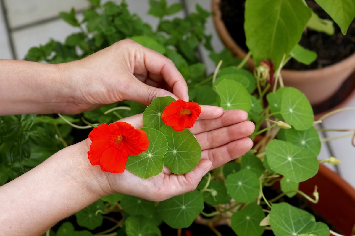 Pair of hands plants nasturtium flowers in soil.