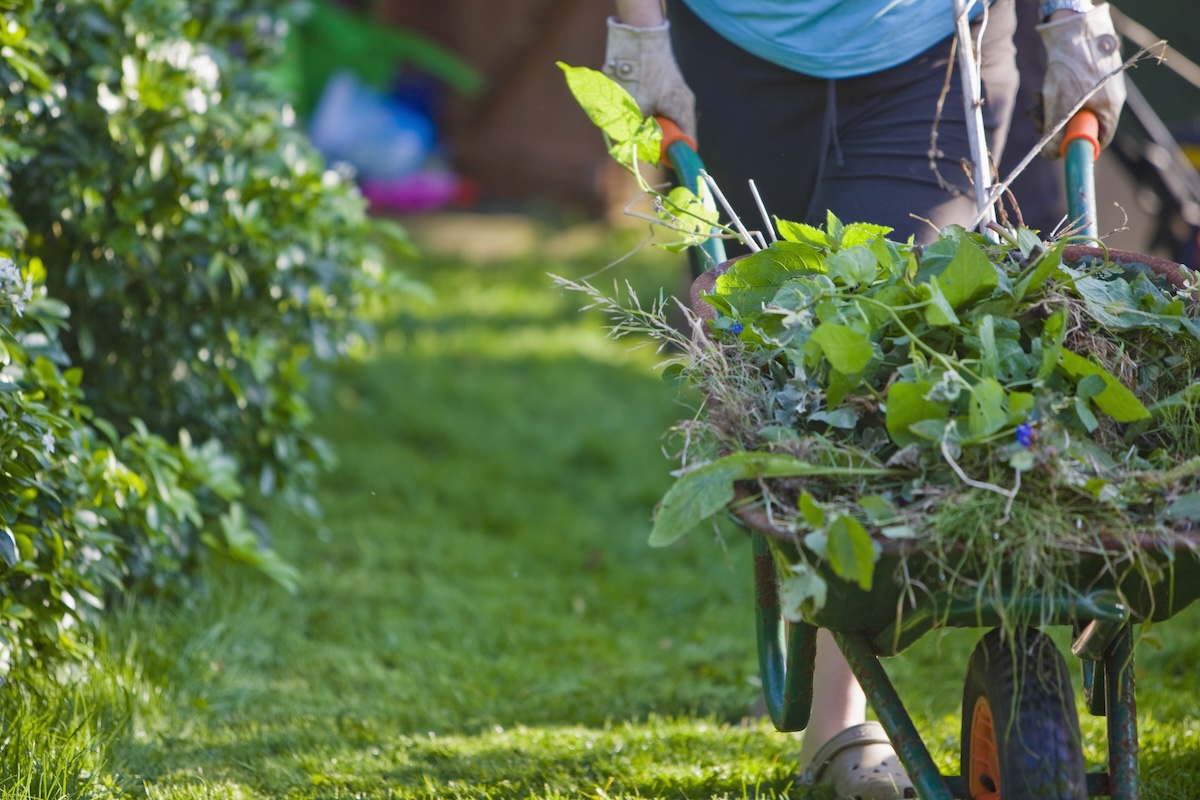 Man pushing wheelbarrow full of weeds from garden.