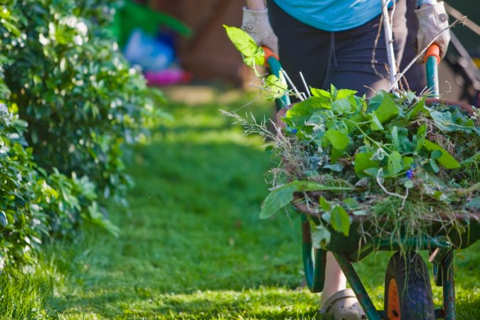 Man pushing wheelbarrow full of weeds from garden.