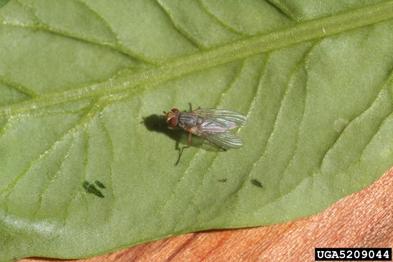 A fly laying leaf miner eggs on a spinach leaf.