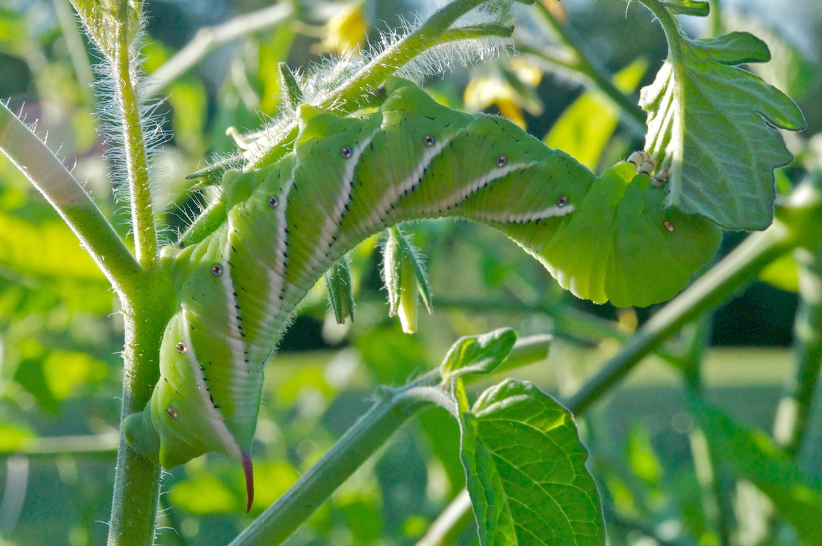 A tomato hornworm eating a green tomato plant.
