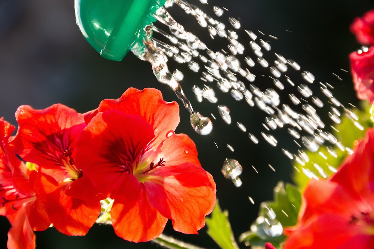 Watering a nasturtium flower.