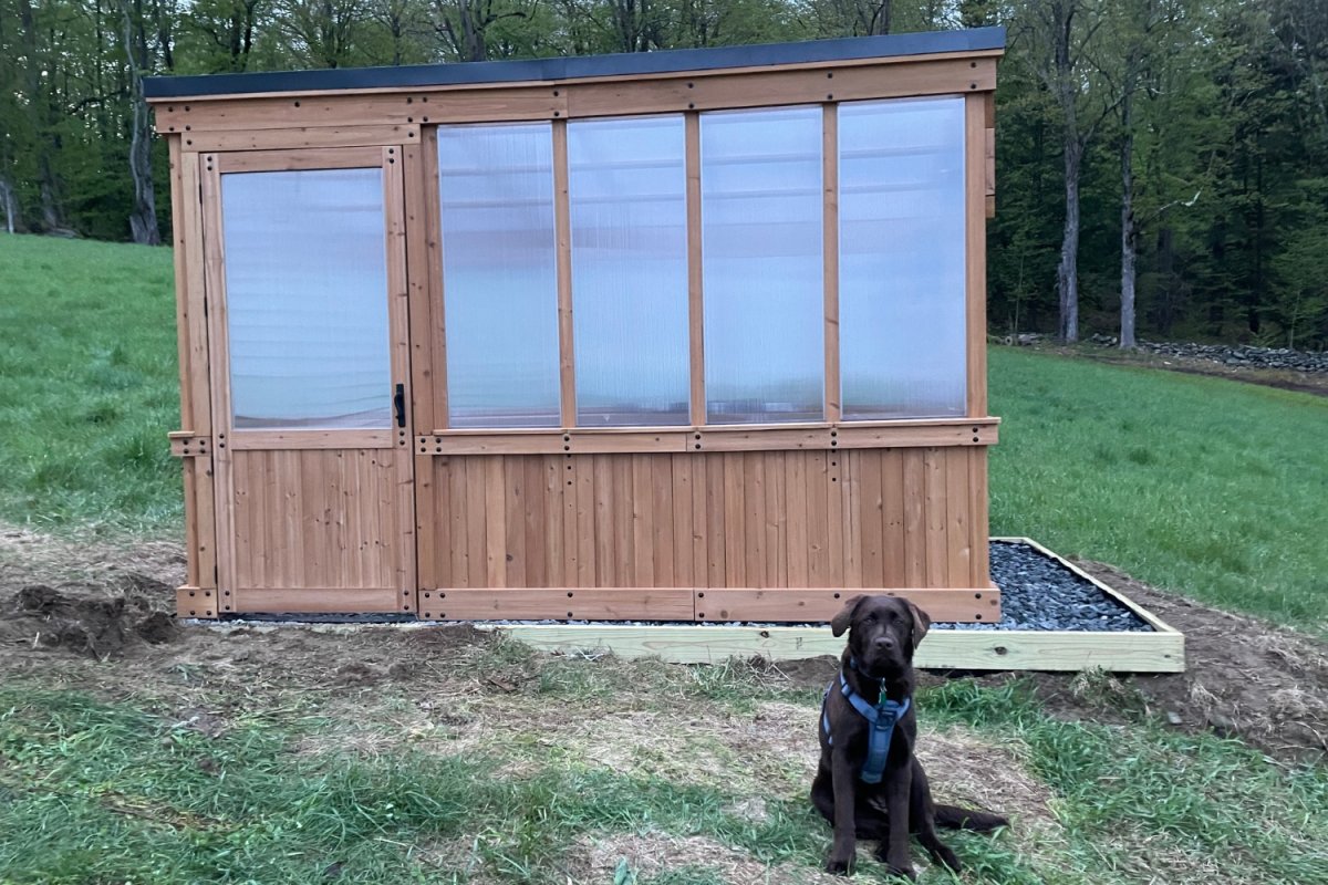 Black labrador sitting in front of the Backyard Discovery 12x7 Zalie Greenhouse