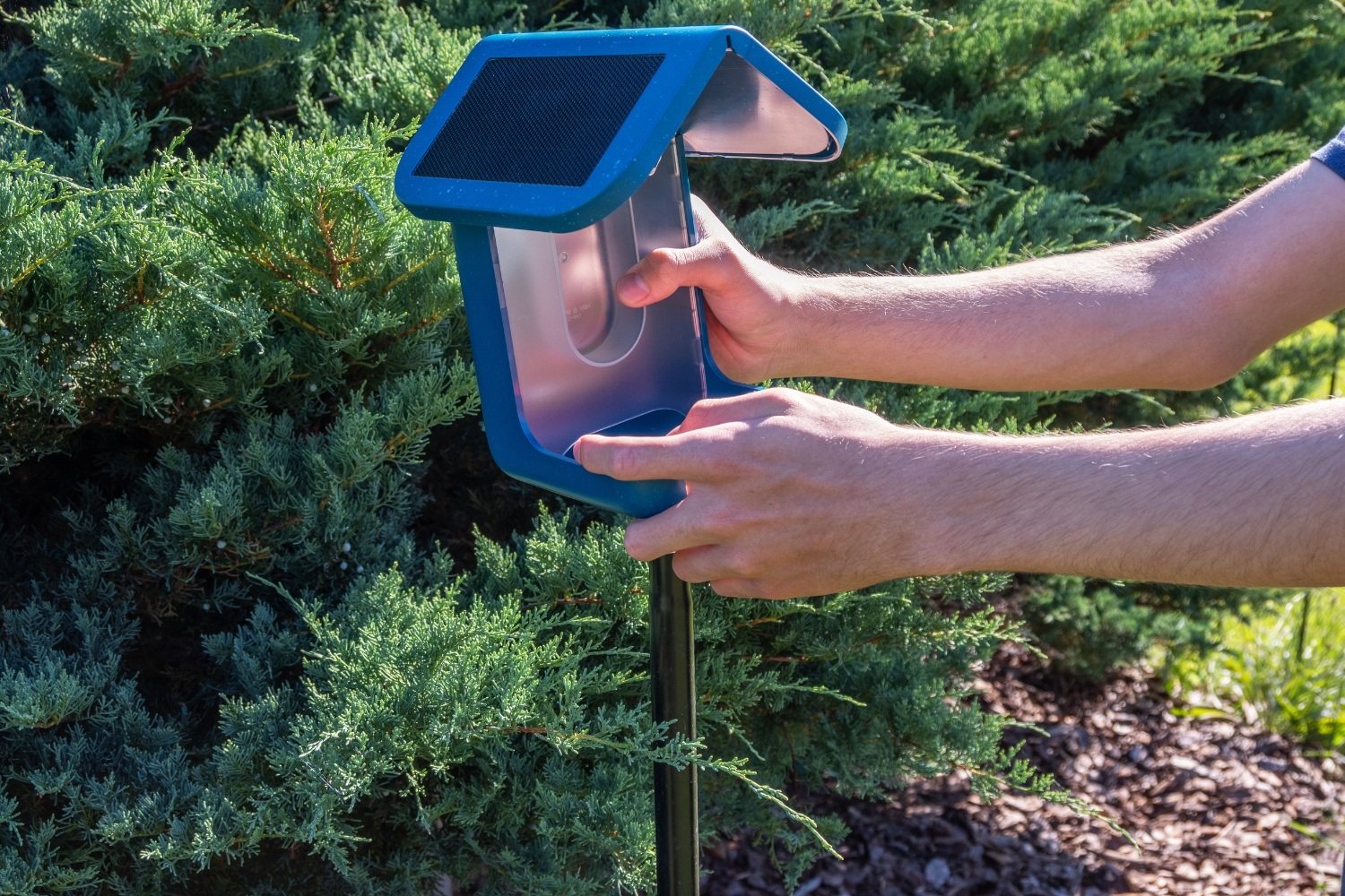 Hands placing blue Bird Buddy Bird Feeder on black post in front of evergreen tree