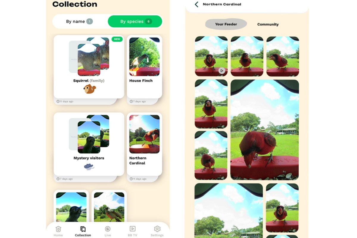 Screen shots of the Bird Buddy smart bird feeder camera app with photos from camera