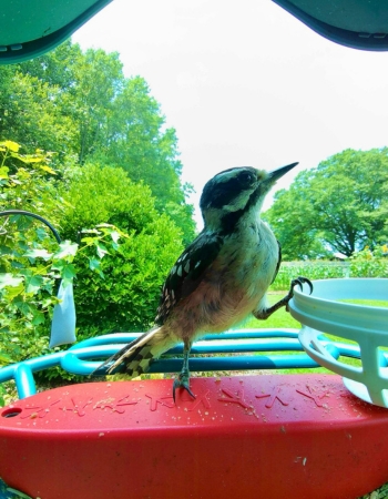 Bird feeding from Bird Buddy bird feeder