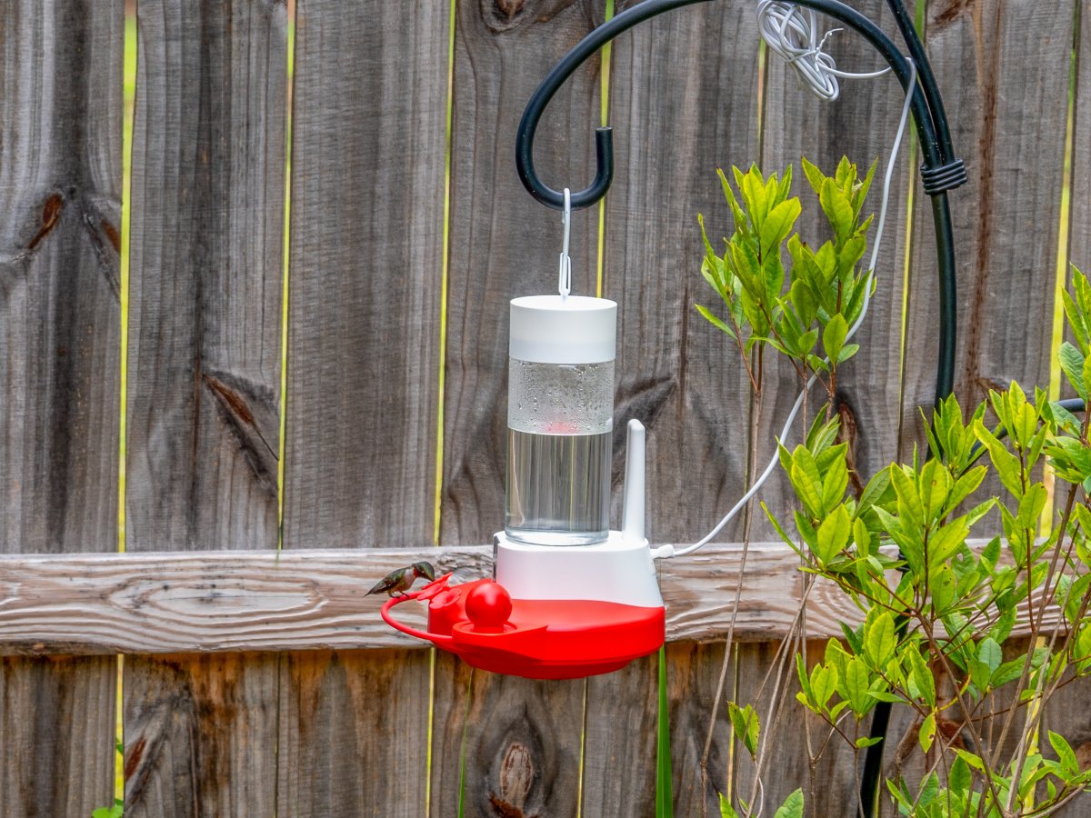 Hummingbird feeding from Birdfy Hum Feeder Camera in front of wood fence